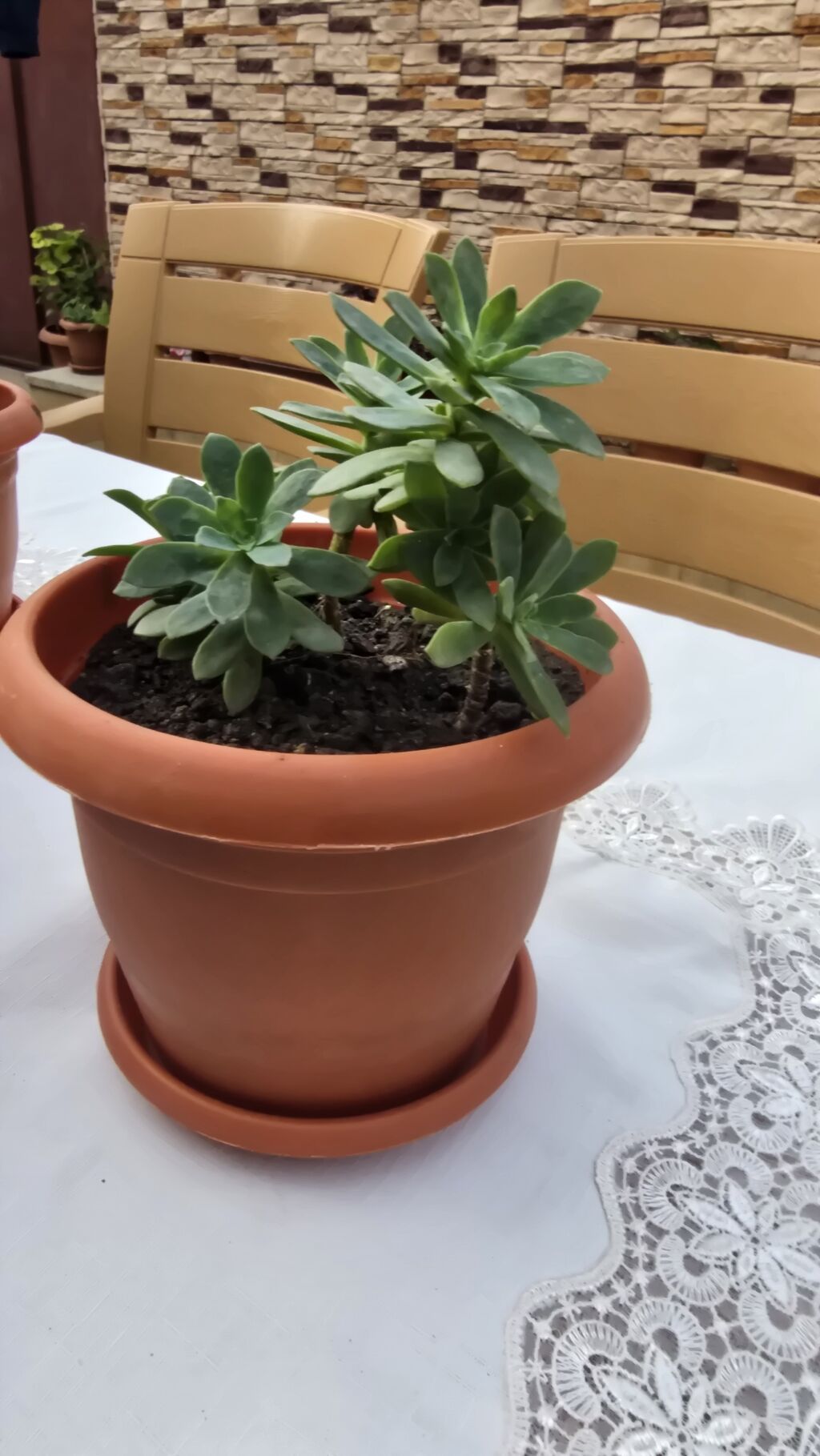 Otaq bitkiləri dəsti Tərkib: - 5 ədəd otaq bitkisi, hər biri — Qapı bitkələri, Masazır (7)