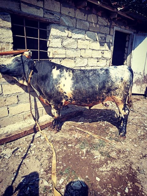Cins: Yerli qarışıqlı ətin istiqamətli buğa Rəng: Qara-ağ ala, bədən — Sanqaçal