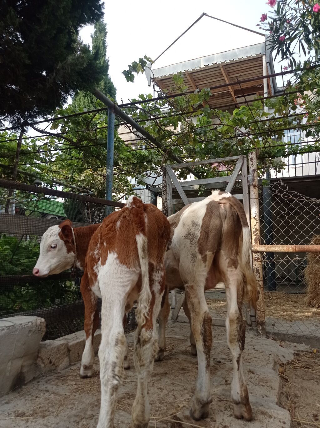 Bir Erkey bir dişi dişi simentaldi 4aylıqdı Erkey 7aylıqdı super — Kənd təsərrüfatı heyvanları, Digah (3)