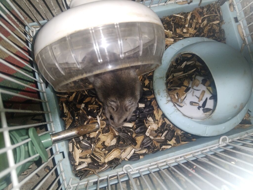 hamster bu qefesle 17m balaca bir qefes var onlada 12m isdiyen desin — Kəmiçilər, Masazır (3)
