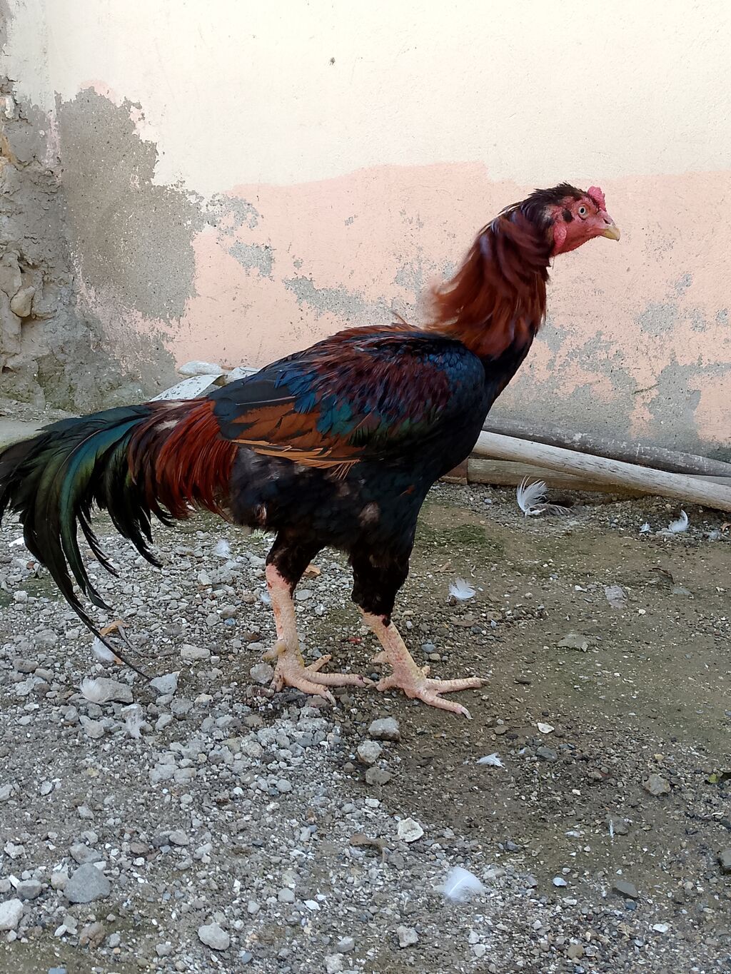 Salam 1 yaş 1 aylıq təmiz heyratı xoruzdu istəyən buyursun — Toyuq və xoruz, Digah (3)