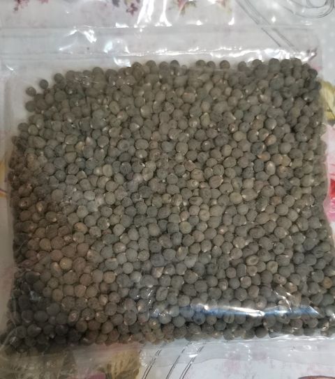 Bamya toxumu — Bakı
