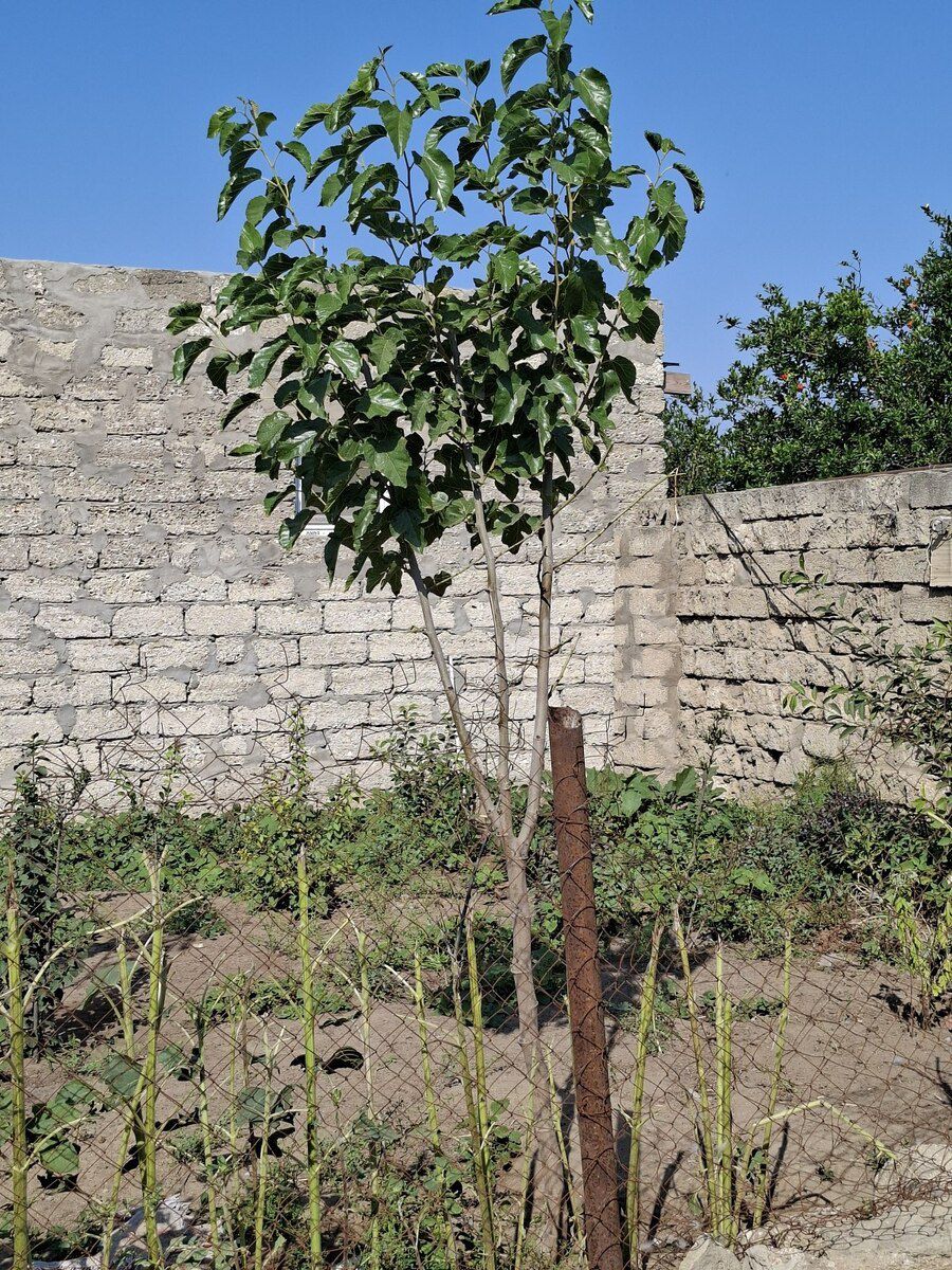 Həyət evi, Zirə qəs — Ev, villa, Bakı (10)