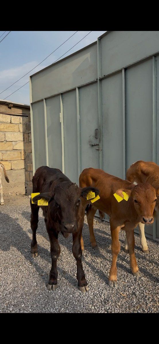 Buzovlar — Kənd təsərrüfatı heyvanları, Şəki (5)