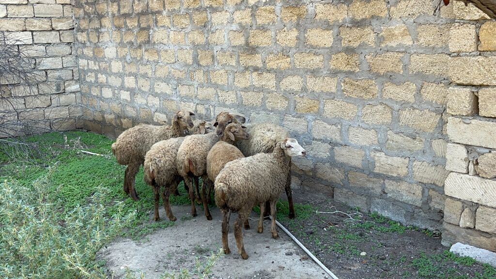 Satılır — Kənd təsərrüfatı heyvanları, Digah (6)