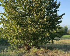 Torpaq Satılır Oğuz, Oğuzda torpaq, 81 sot — Torpaq, Oğuz (8)
