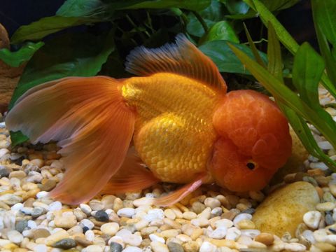 Oranda balıqları — Bakı