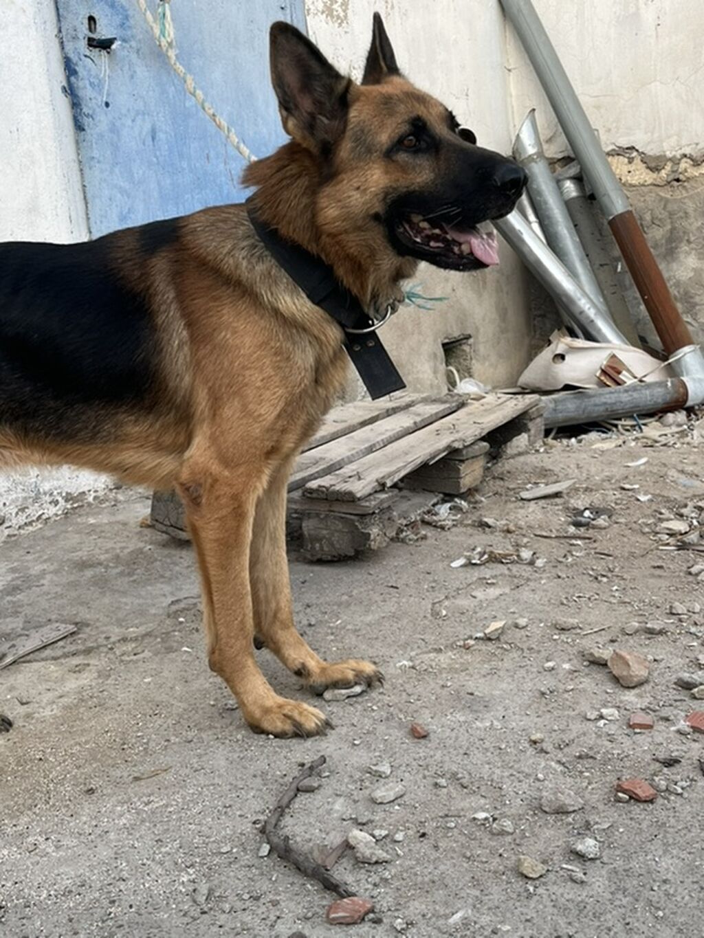 Alman çoban iti, Erkək, Peyvəndli — Köpəklər, Mehdiabad (2)