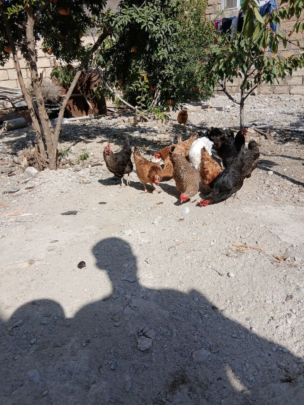 Toyuq, Yumurtalıq — Toyuq və xoruz, Sumqayıt (6)