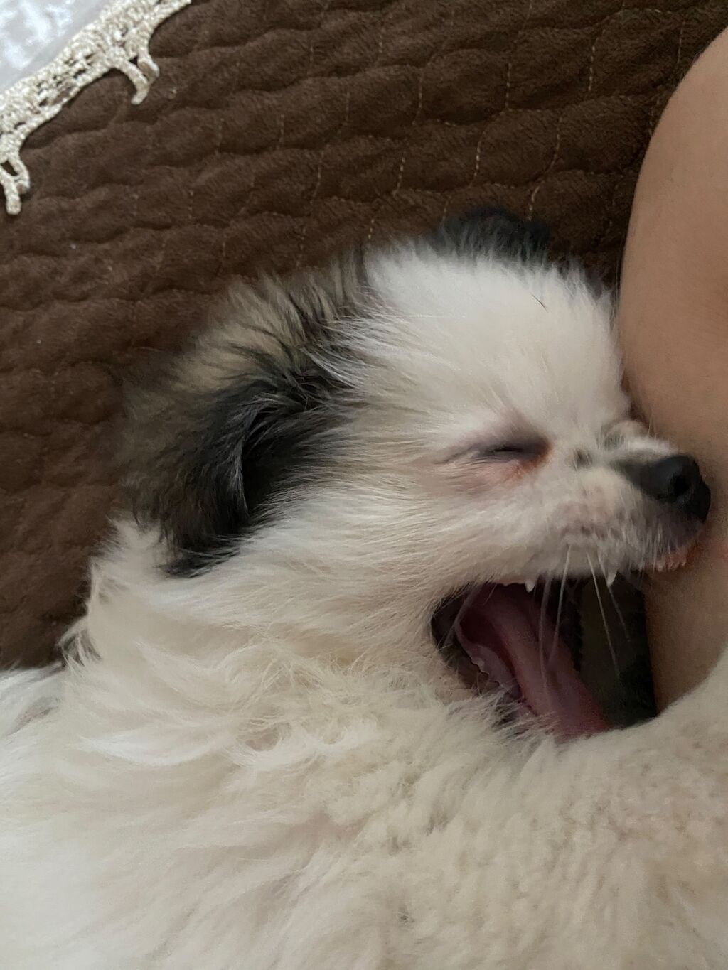 Pekines — Köpəklər, Digah (2)