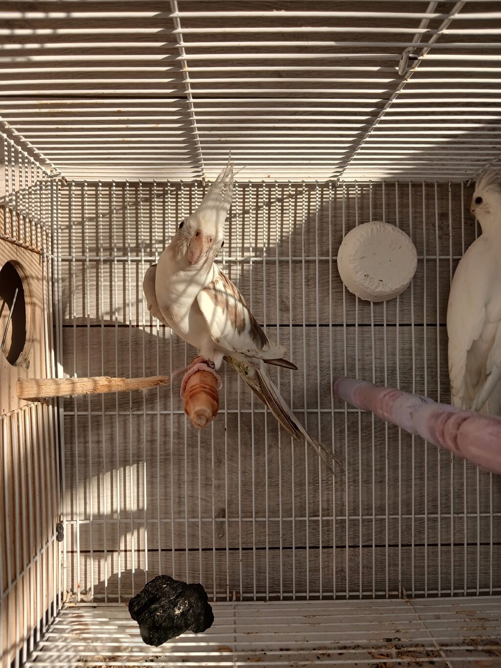 Nymph (kokatiel) quşları – müxtəlif rəng növləri - Növ: Nymph parrot — Tutyun papağayı, Bakı (5)