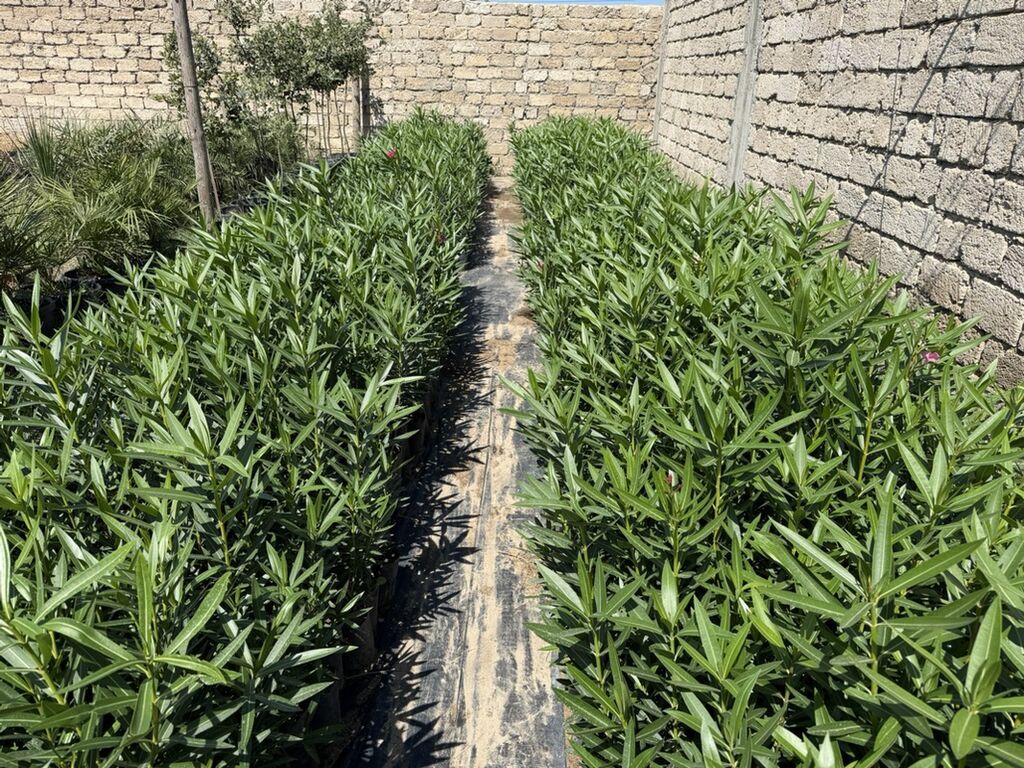 Alyandra 2200 ədəd. Boyları 50-100 cm. Topdan satış 4 manat, pərakəndə — Bitkilər, Digah (3)