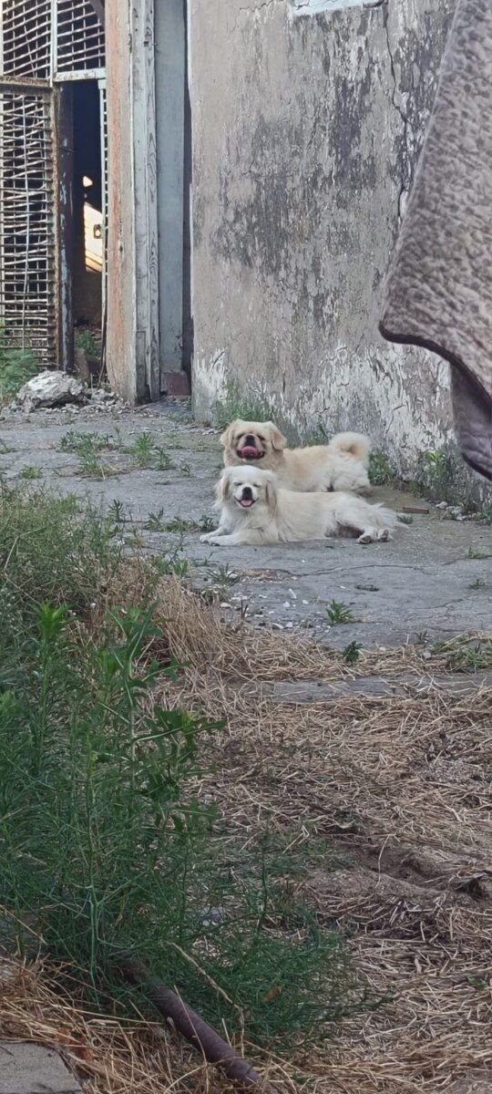 Pekines — Köpəklər, Bakı