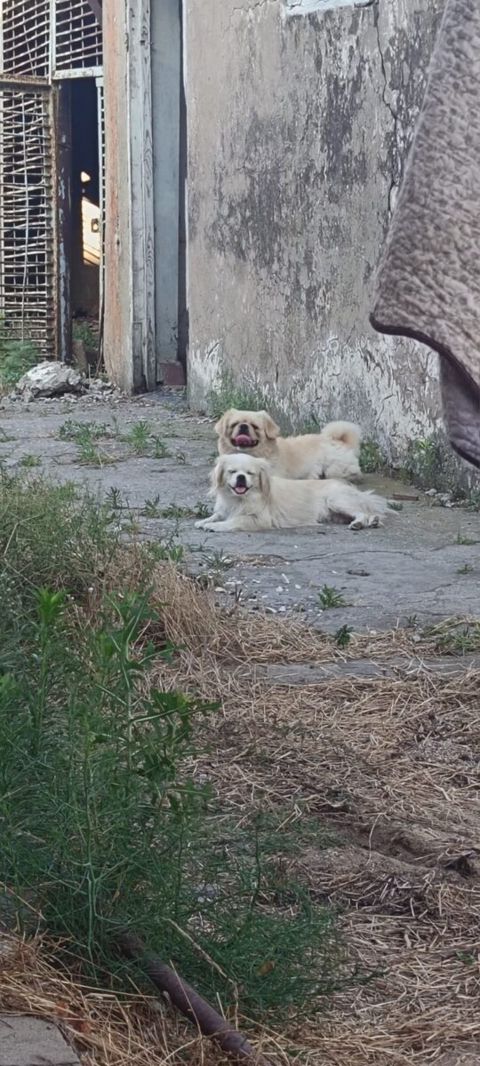 Pekines — Bakı