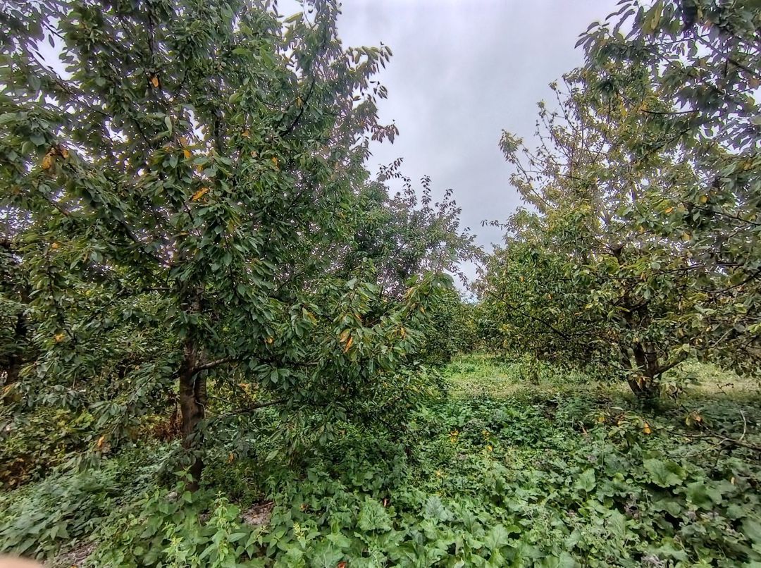 8 sot torpaq sahəsi, Quba r — Torpaq, Quba (4)