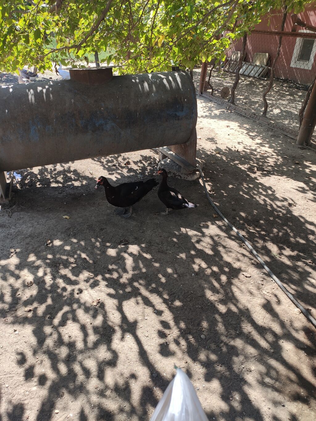 Erkək, Lal ördək, Damazlıq — Digərləri, Digah (2)