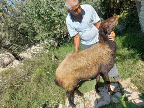Qoyun – qala cinsi - Cins: Qoç - Boy-buxun: Uzunbədənli, möhkəmli — Bakı