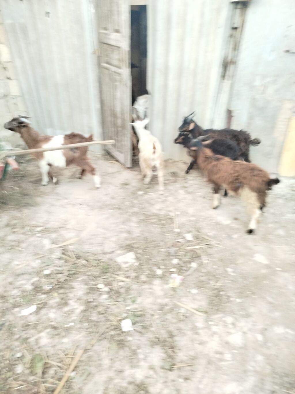 7 ədəd 3 .4 ayliq çəpişlərdi hamisi sağlam heyvanlardi 5 i erkəydi 2 — Kənd təsərrüfatı heyvanları, Bakı (5)