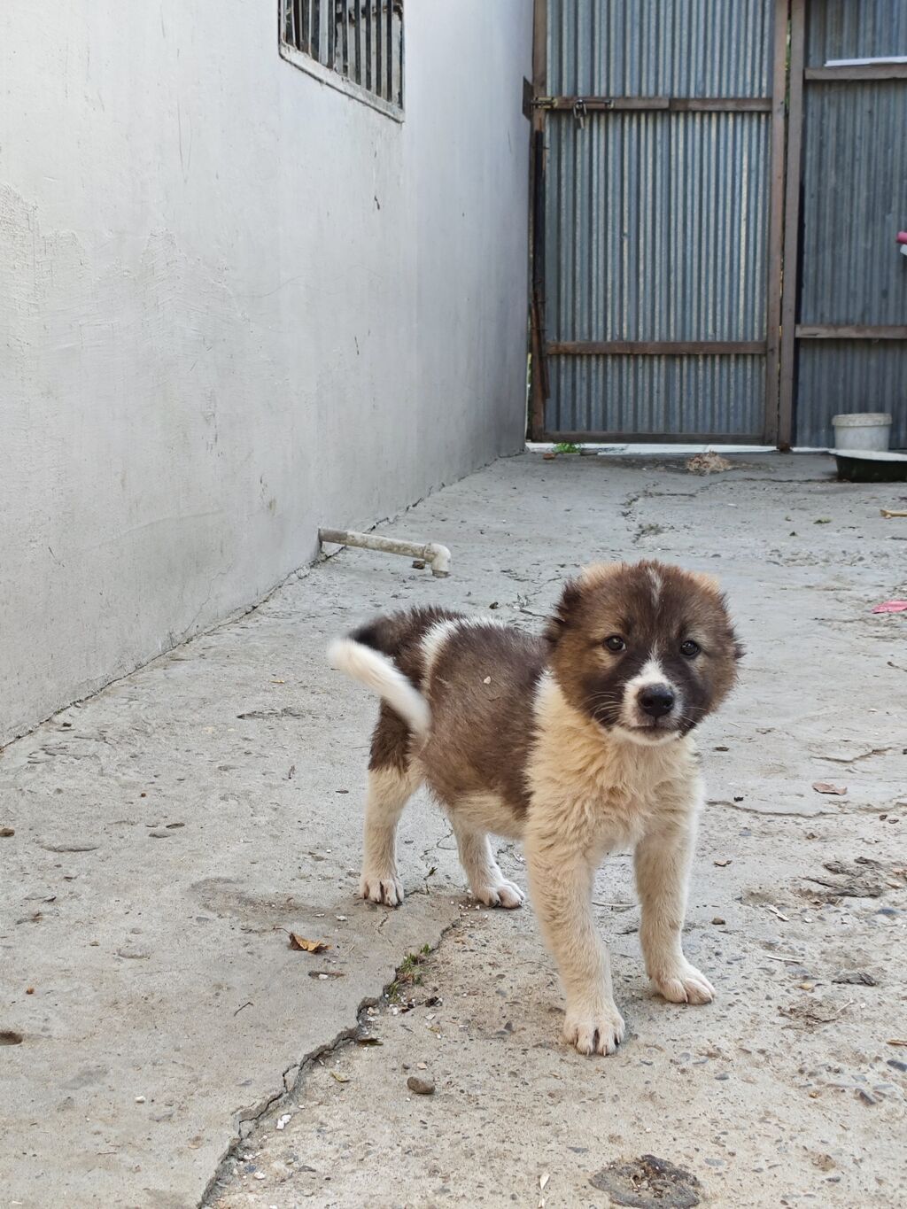 Qafqaz çoban iti, 1 ay, Erkək, Peyvəndli, Ünvandan götürmə, Pulsuz çatdırılma, Ödənişli çatdırılma — Köpəklər, Mingəçevir (4)
