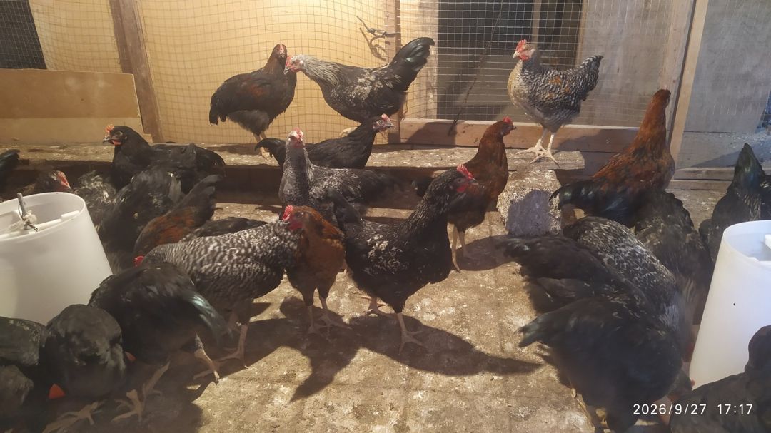 Çolpalar — Quşlar, Bakı (2)