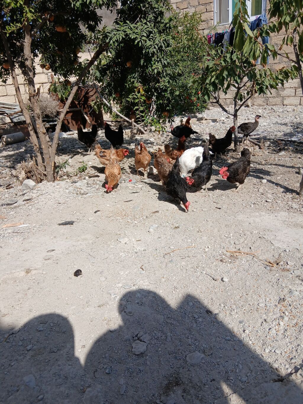 Toyuq, Yumurtalıq — Toyuq və xoruz, Sumqayıt (4)