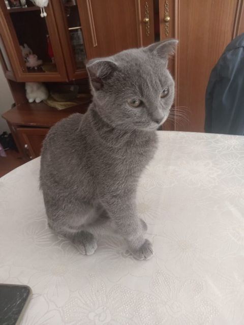 Şotland yastı qulaq — Bakı