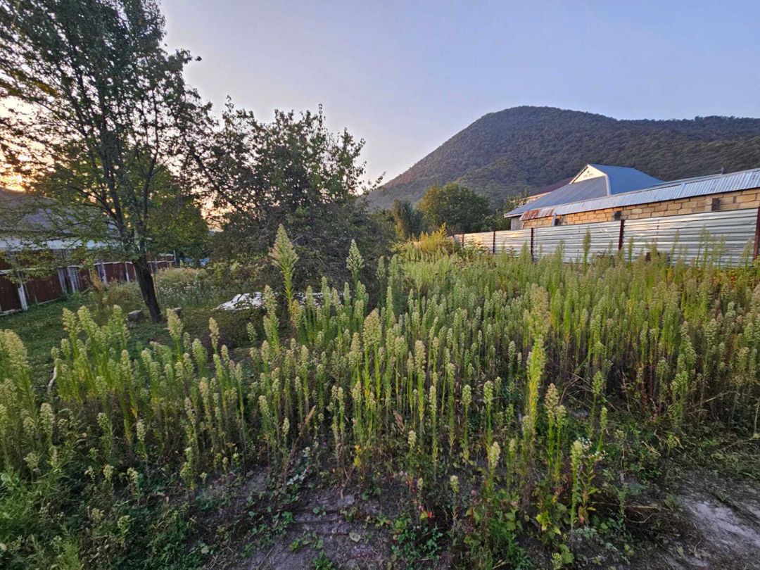 Satılır torpaq 4 sot — Torpaq, Qəbələ (8)