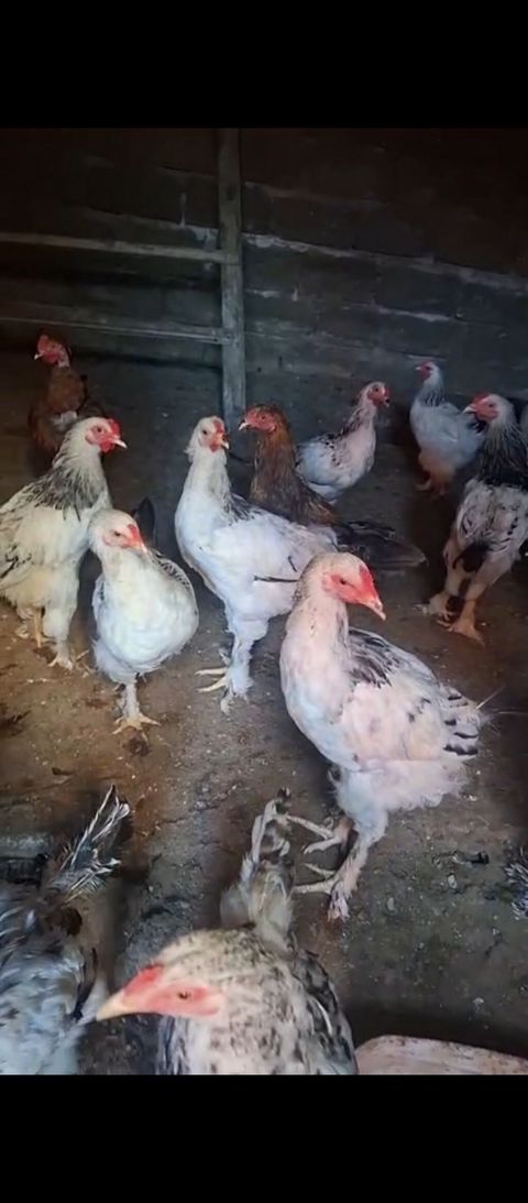 Toyuq, Australorp, Damazlıq, Ödənişli çatdırılma — Bakı
