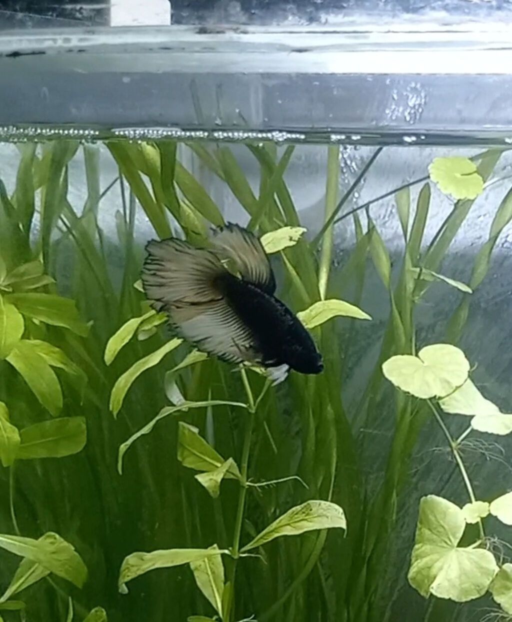 Betta (Petuşok balığı) — Akvariumlar və balıqlar, Sumqayıt (2)