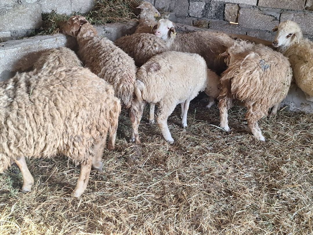 Quzular — Kənd təsərrüfatı heyvanları, Bakı