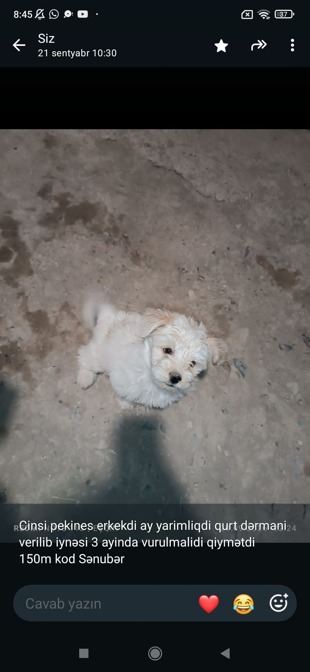 Pekines, 1 ay, Erkək — Köpəklər, Gəncə