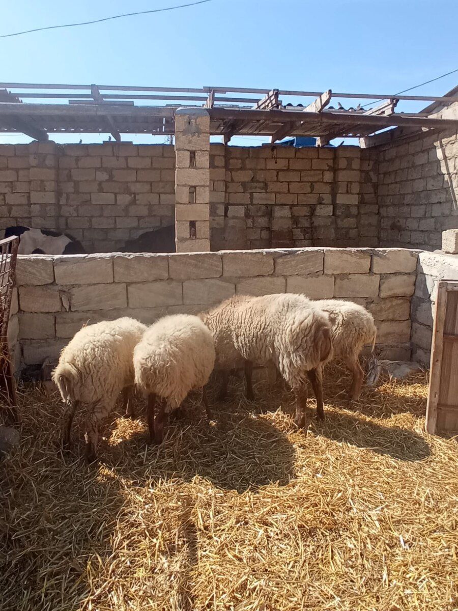 Qoyun və quzular — Kənd təsərrüfatı heyvanları, Bakı (6)