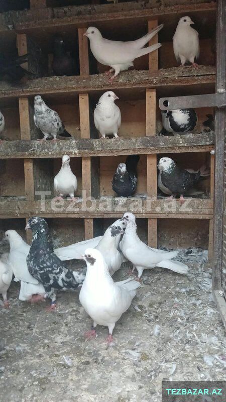 Göyərçin satiram yuva qarşiğ — Quşlar, Bakı (5)