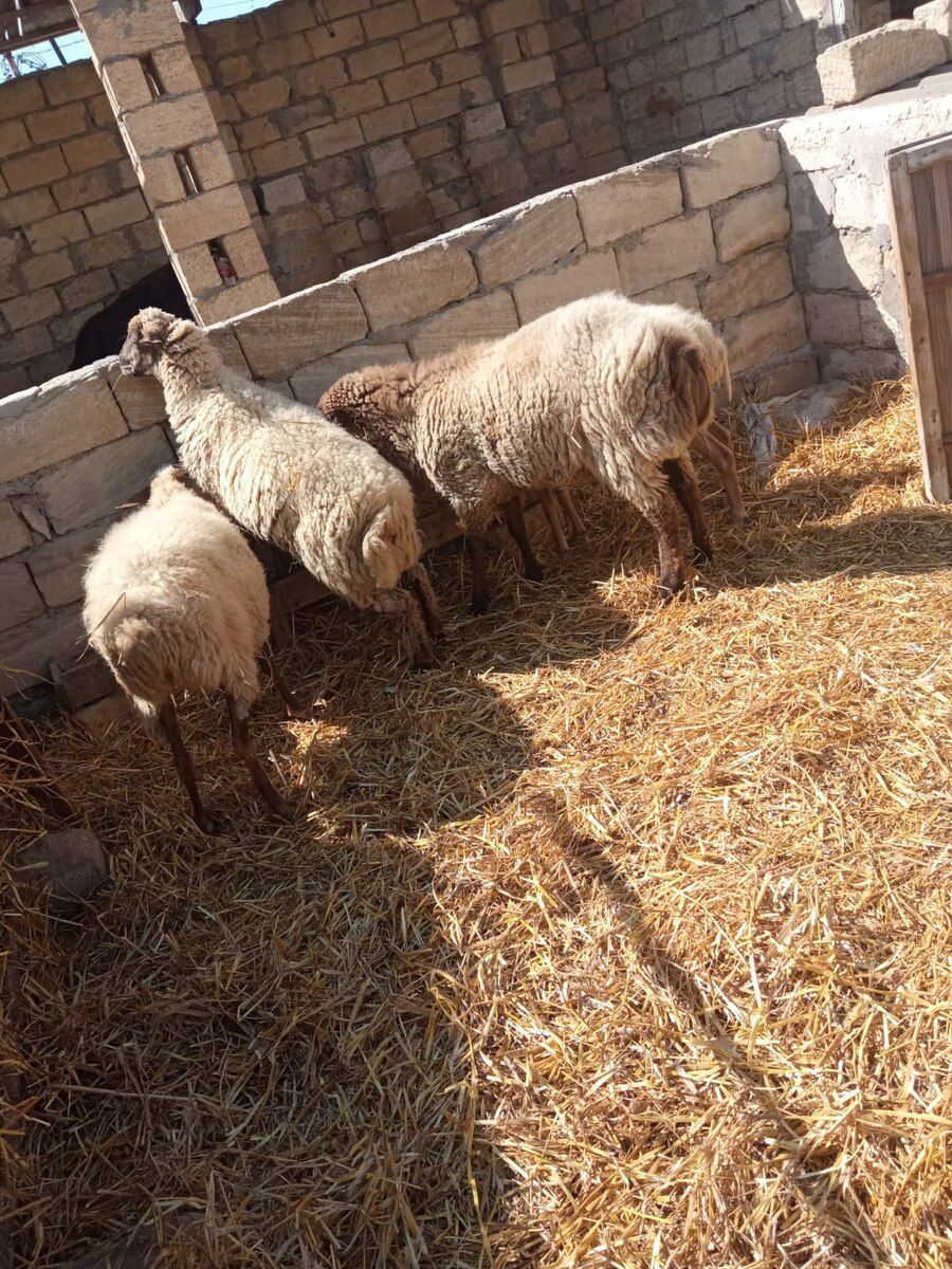 Qoyun və quzular — Kənd təsərrüfatı heyvanları, Bakı (10)