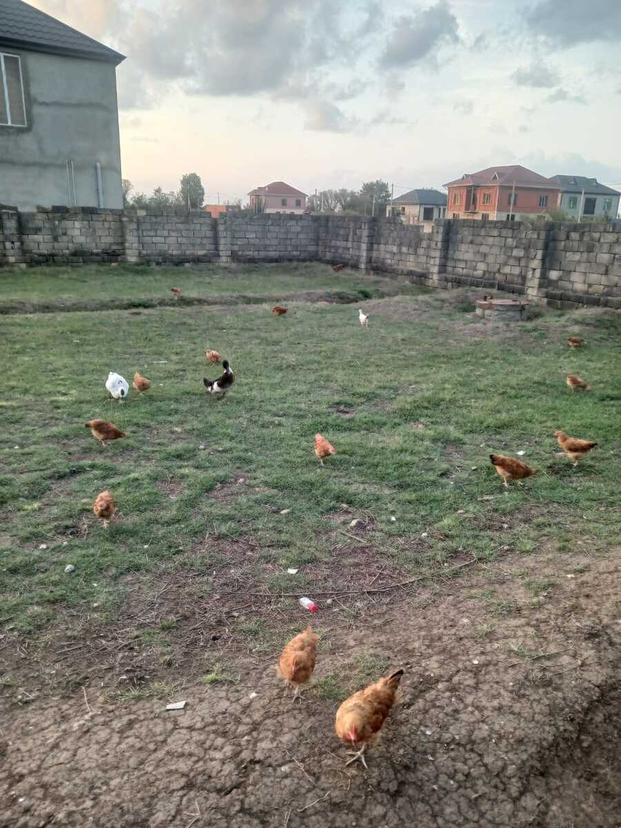 Çolpalar — Quşlar, Lənkəran (2)