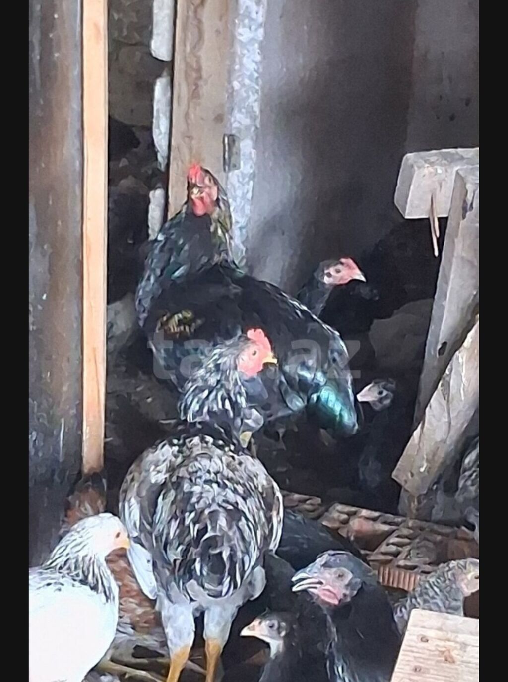 Toyuq, Damazlıq — Toyuq və xoruz, Bakı (2)