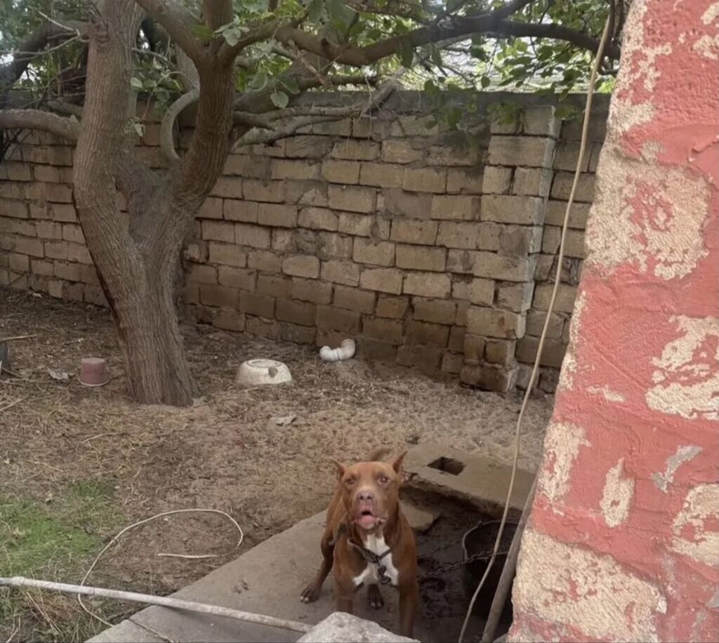 Pitbul, 5 ay, Erkək, Ünvandan götürmə — Köpəklər, Bakı (3)