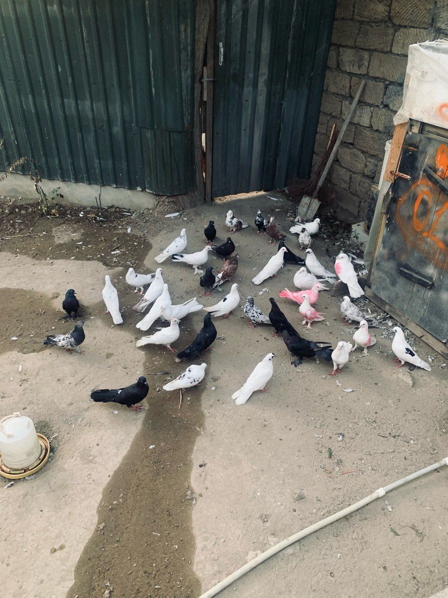 Göyərçinlər — Quşlar, Bakı (9)