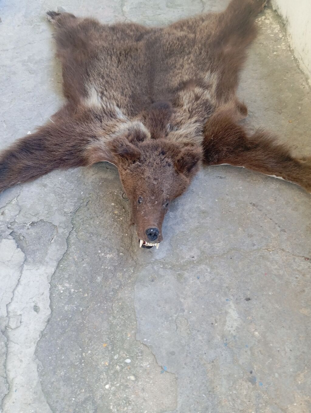 Xalça Dekorativ — Xalılar, Digah (2)