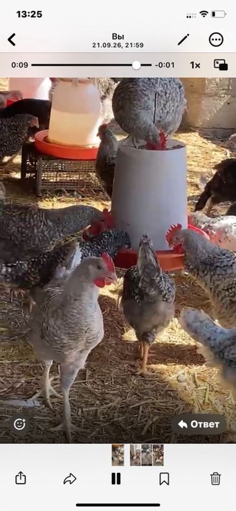 4 ayını kecmiş super xarkov xoruzları satılır Ünvan binə savxozda Tel — Digah