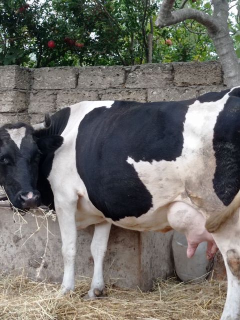 20 gündü doğub ivanovkadı 3 qarına dişi balası var cavandı super — Digah