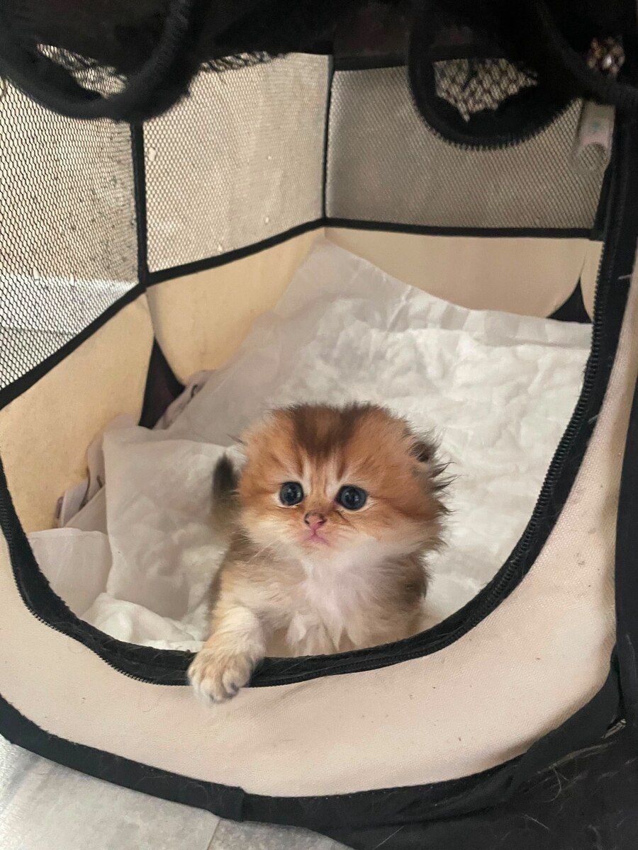 Шотландский котёнок — Pişiklər, Bakı (9)