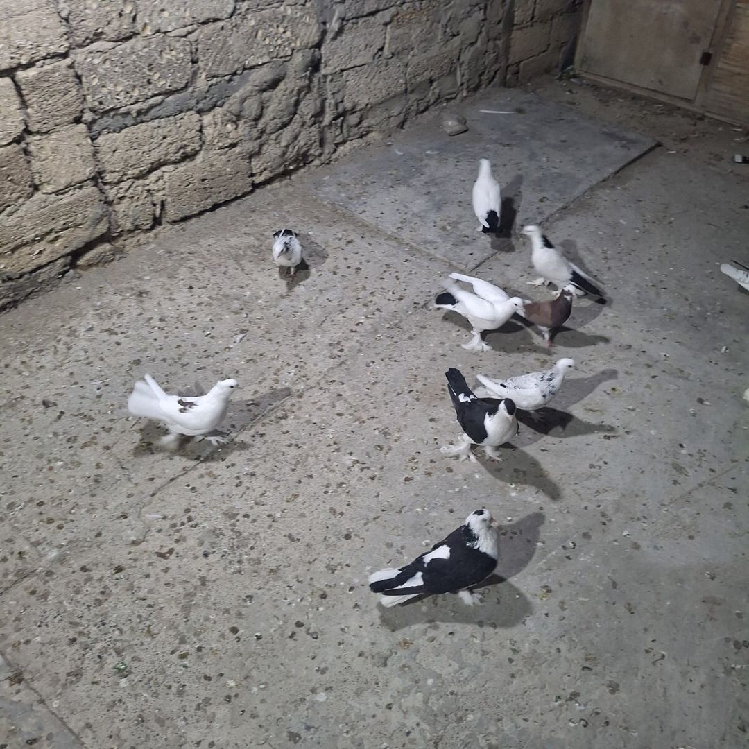 Göyərçinlər — Quşlar, Bakı