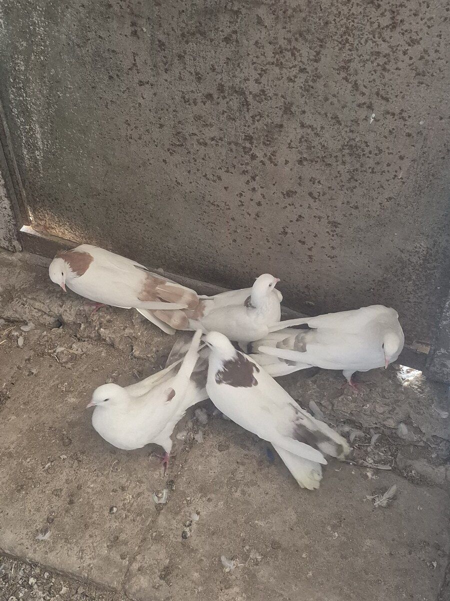 Göyərçinlər — Quşlar, Bakı (2)