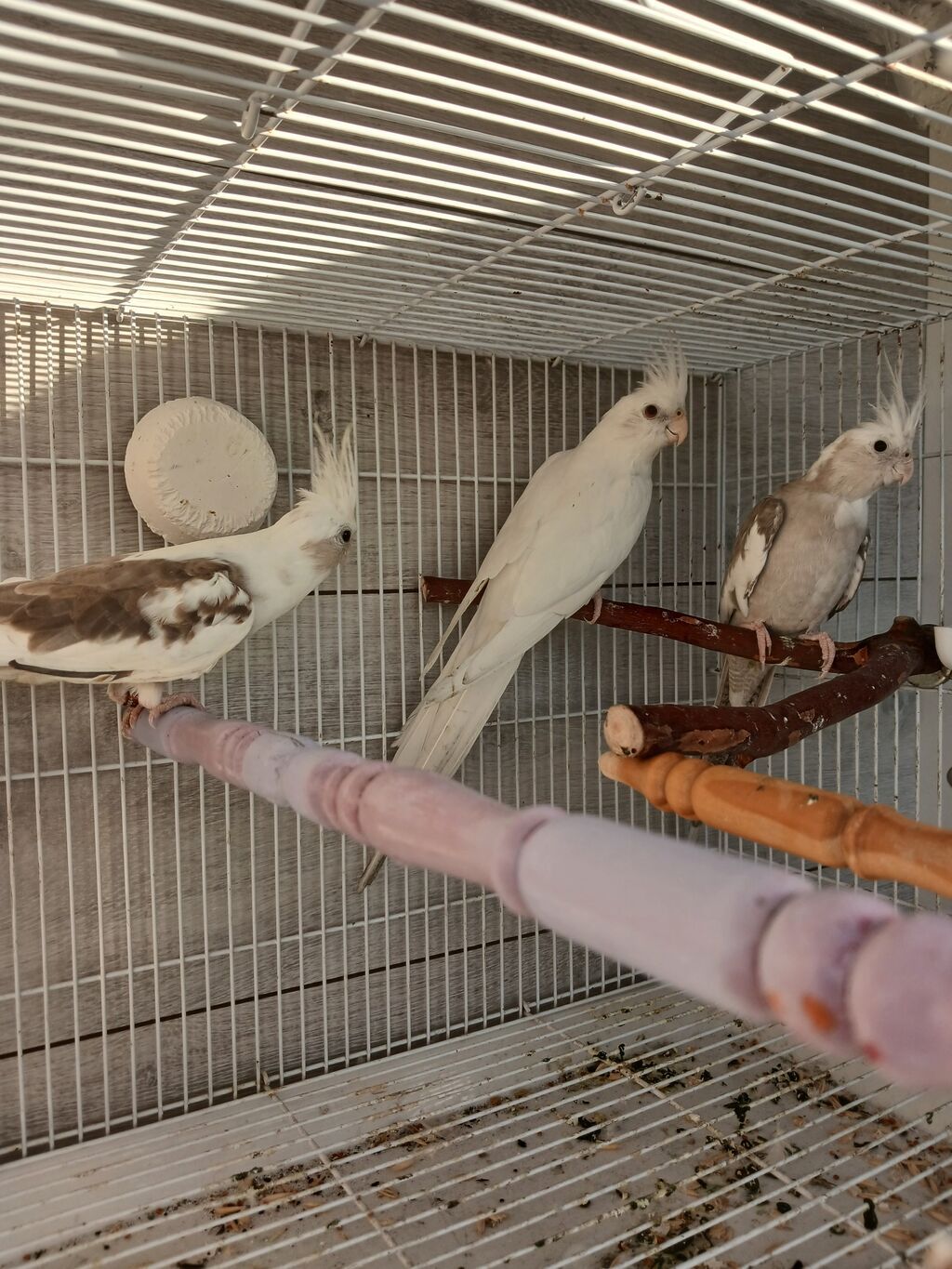 Nymph (kokatiel) quşları – müxtəlif rəng növləri - Növ: Nymph parrot — Tutyun papağayı, Bakı