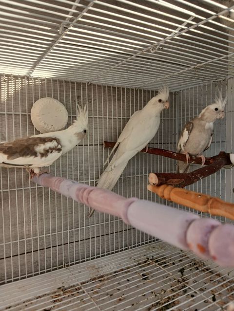 Nymph (kokatiel) quşları – müxtəlif rəng növləri - Növ: Nymph parrot — Bakı