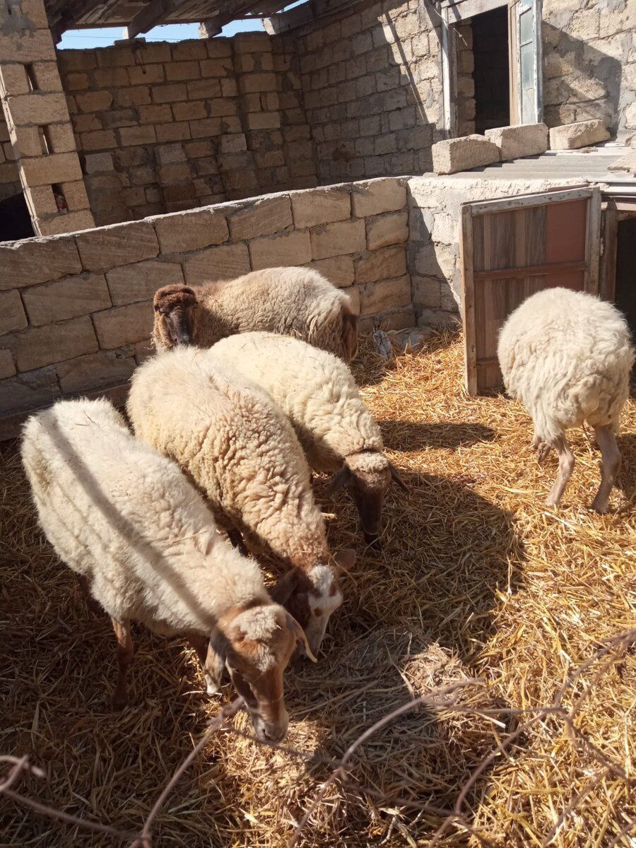 Qoyun və quzular — Kənd təsərrüfatı heyvanları, Bakı (3)