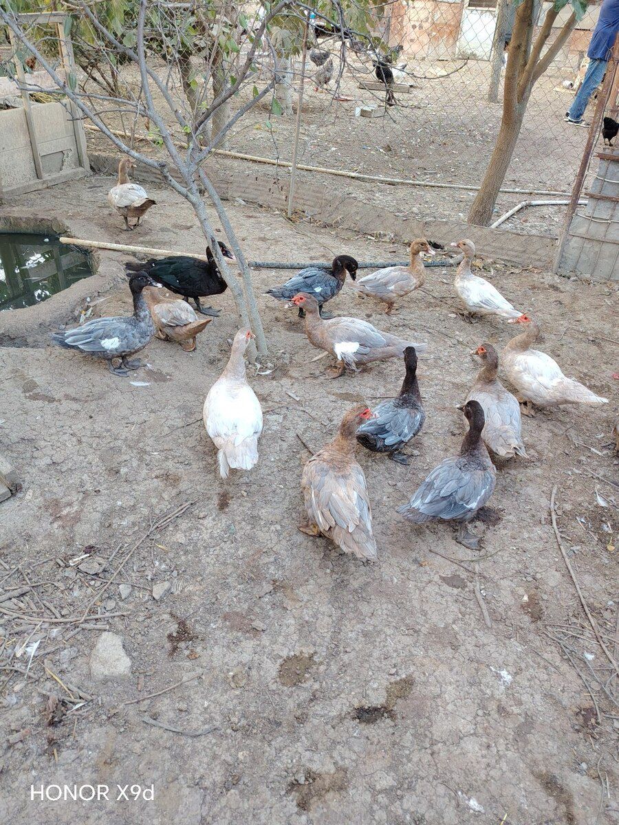 Ördəklər — Quşlar, Sumqayıt (5)