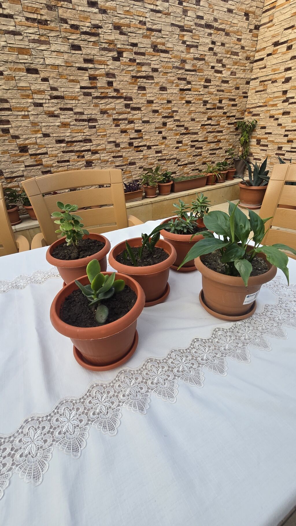 Otaq bitkiləri dəsti Tərkib: - 5 ədəd otaq bitkisi, hər biri — Qapı bitkələri, Masazır (2)