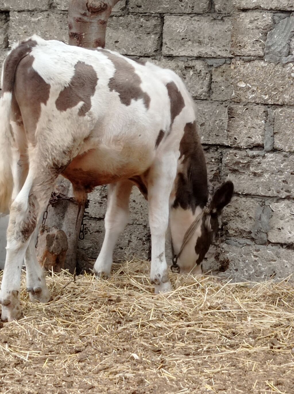 Bir Erkey bir dişi dişi simentaldi 4aylıqdı Erkey 7aylıqdı super — Kənd təsərrüfatı heyvanları, Digah (5)